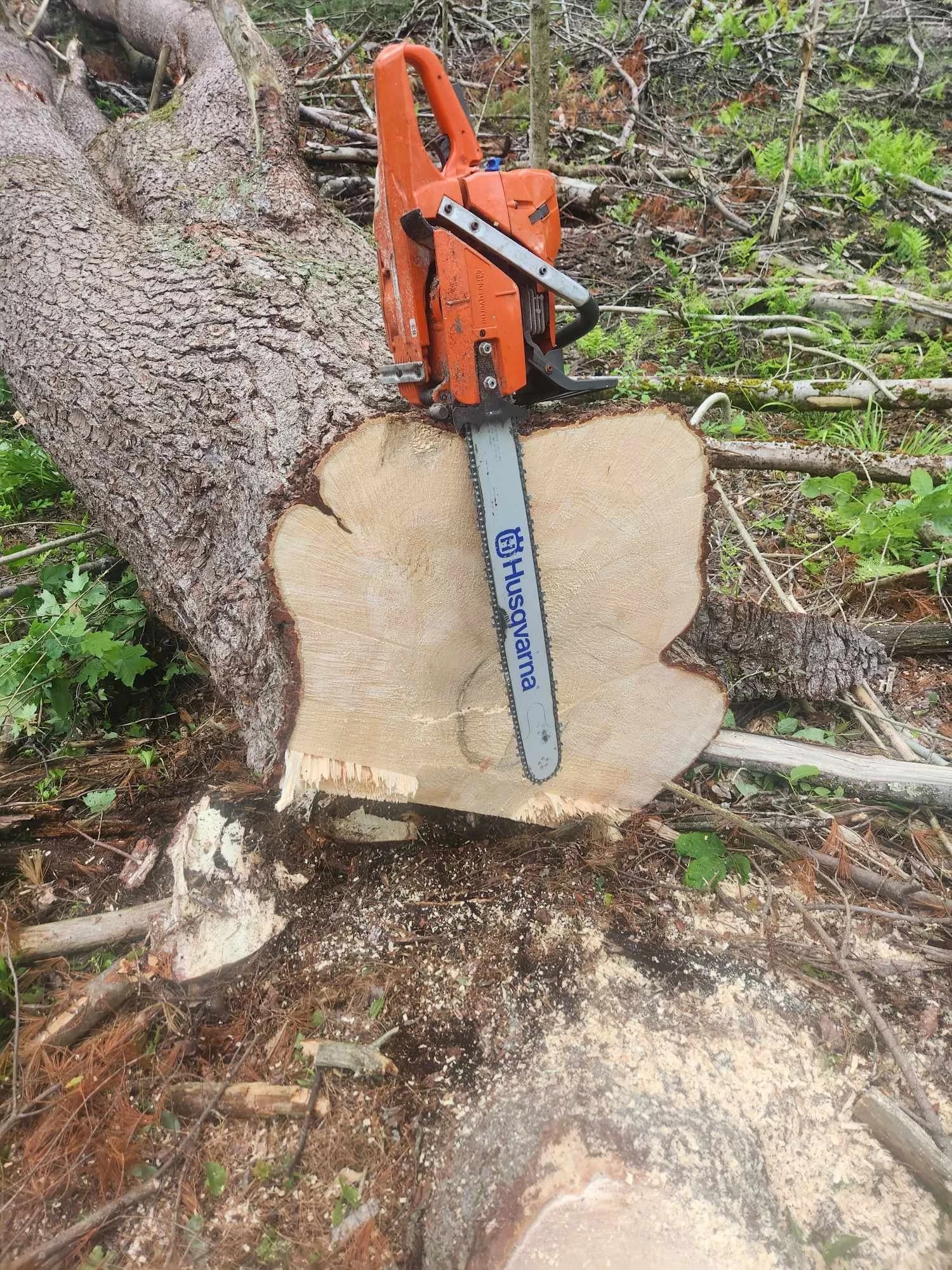 Tall timber in a managed forest